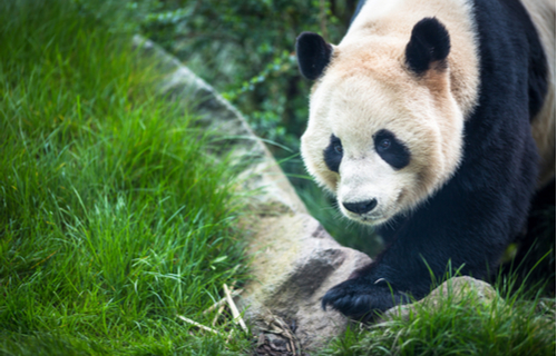 Edinburgh Zoo