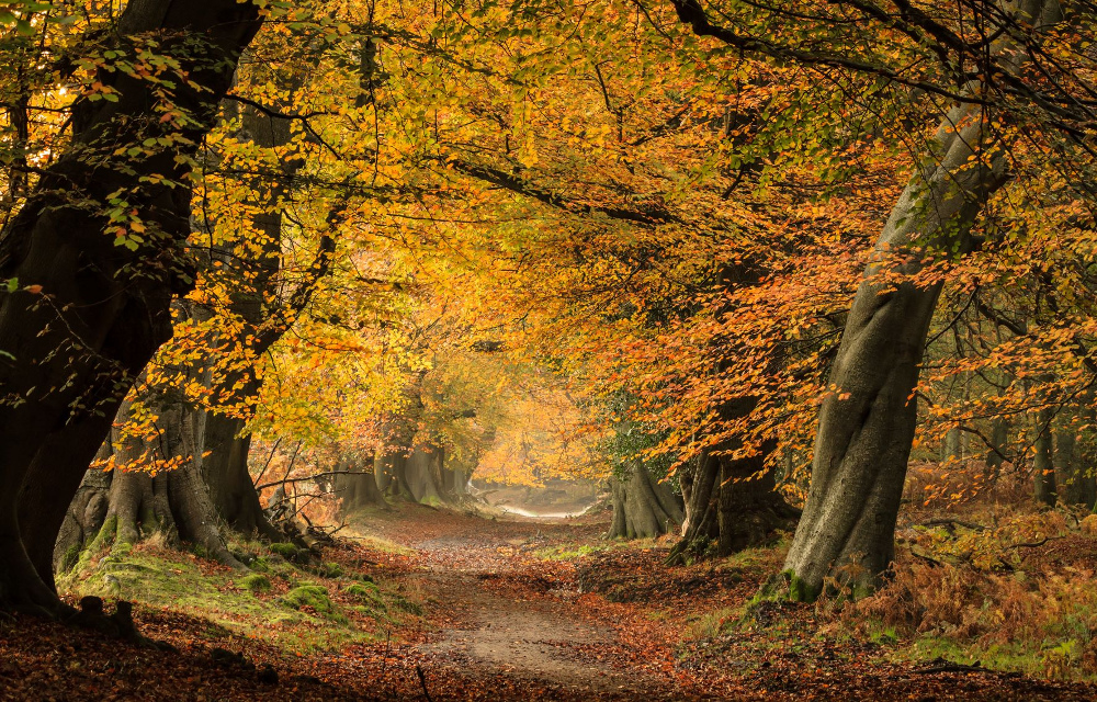 Ashridge Woods