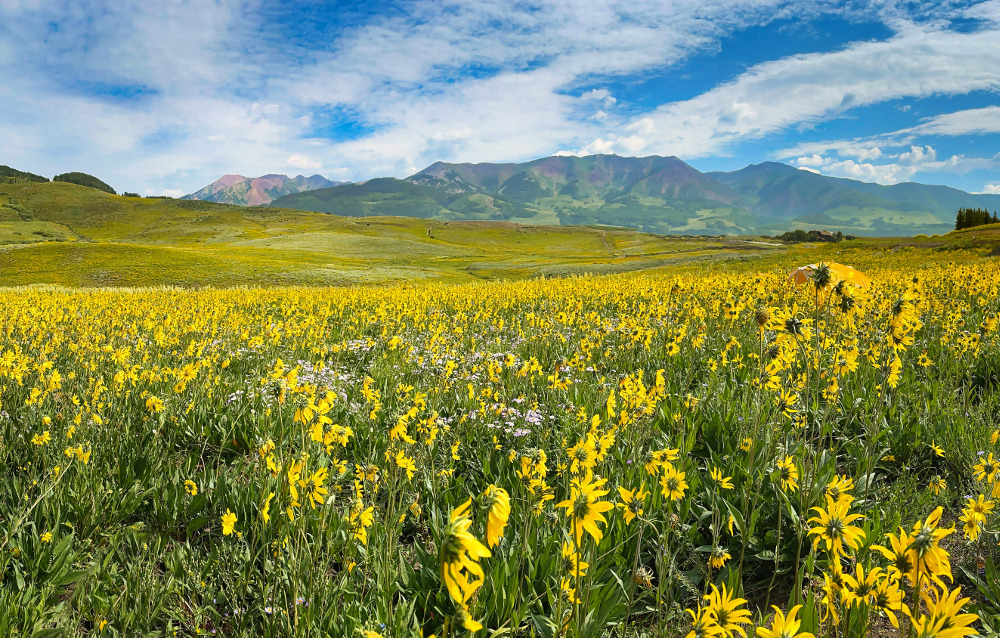 =2. Crested Butte Wildflower Festival, USA - 3.46s average fixation time 