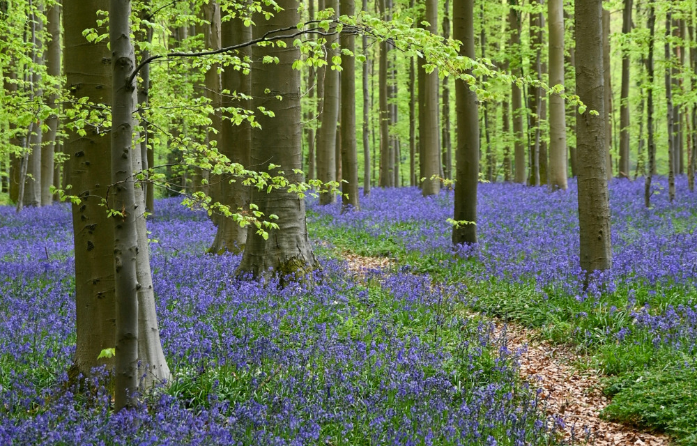 #3. Hallerbos Bluebell Forest, Belgium