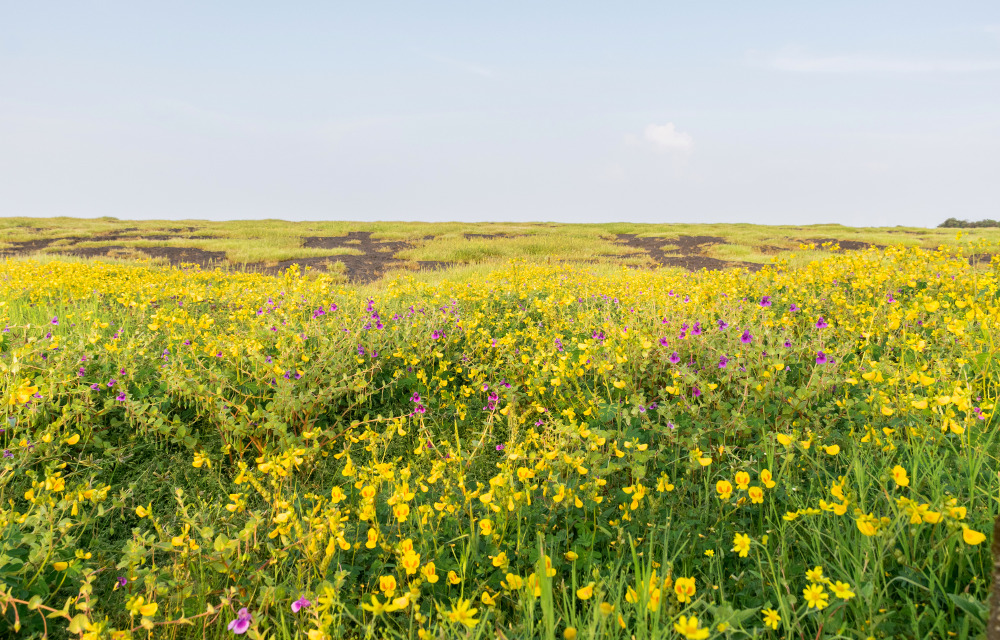 Kaas Plateau, India