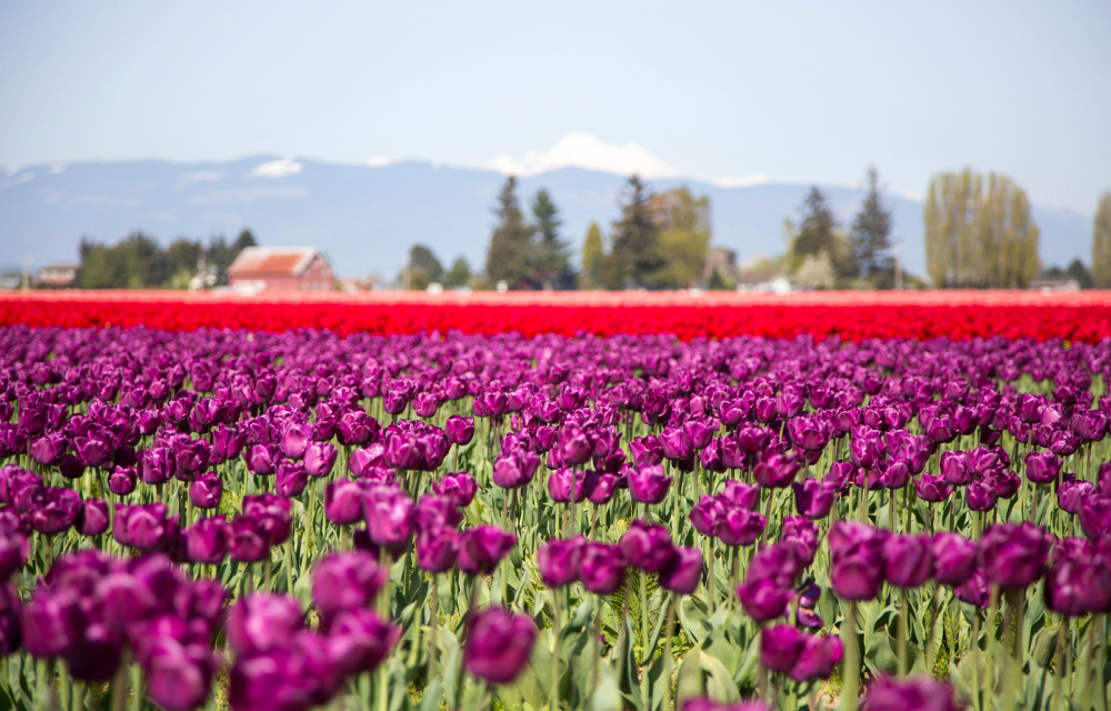 Skagit Valley, USA