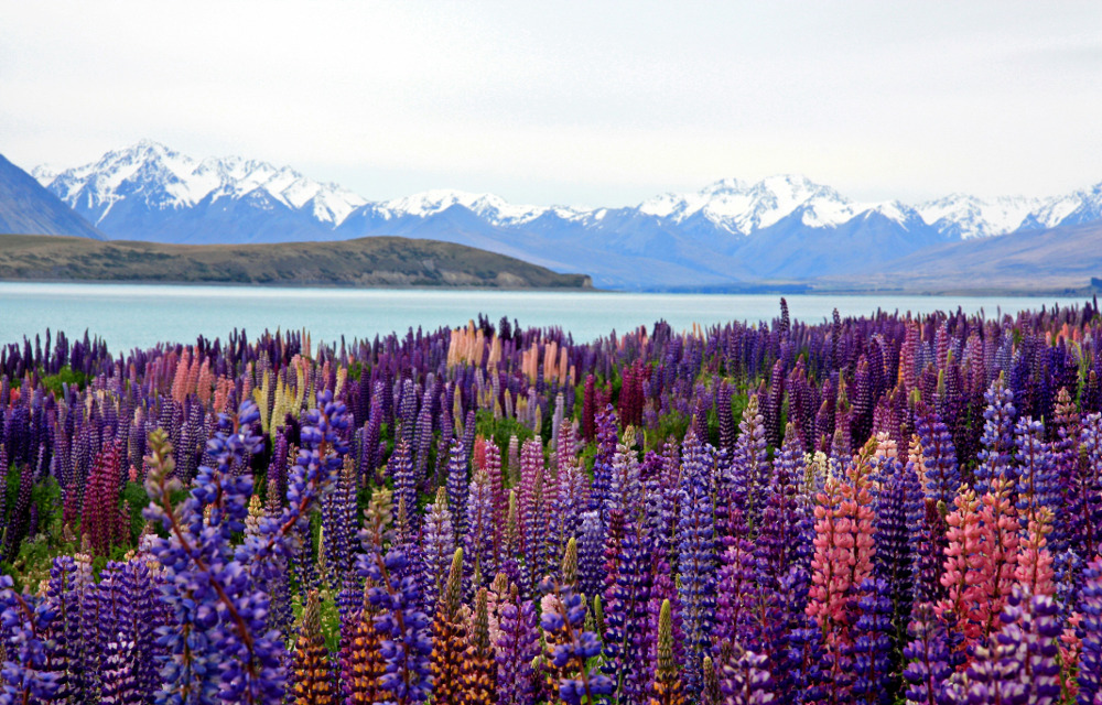 Wild Lupins Lake Tekapo 