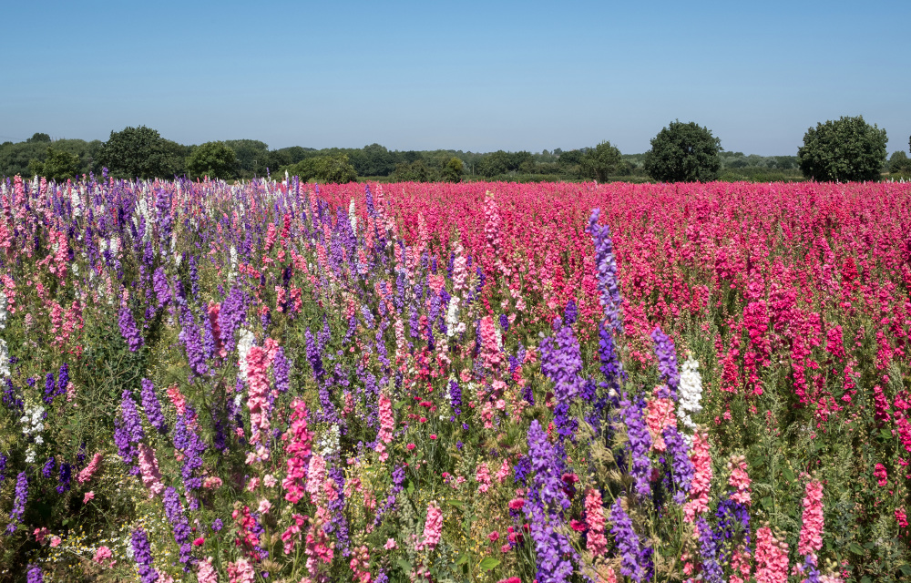 The world's most beautiful flower fields