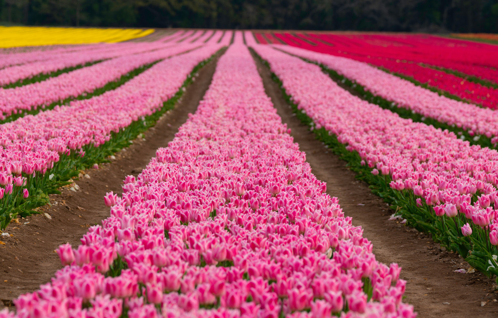 Tulip Fields, Norfolk