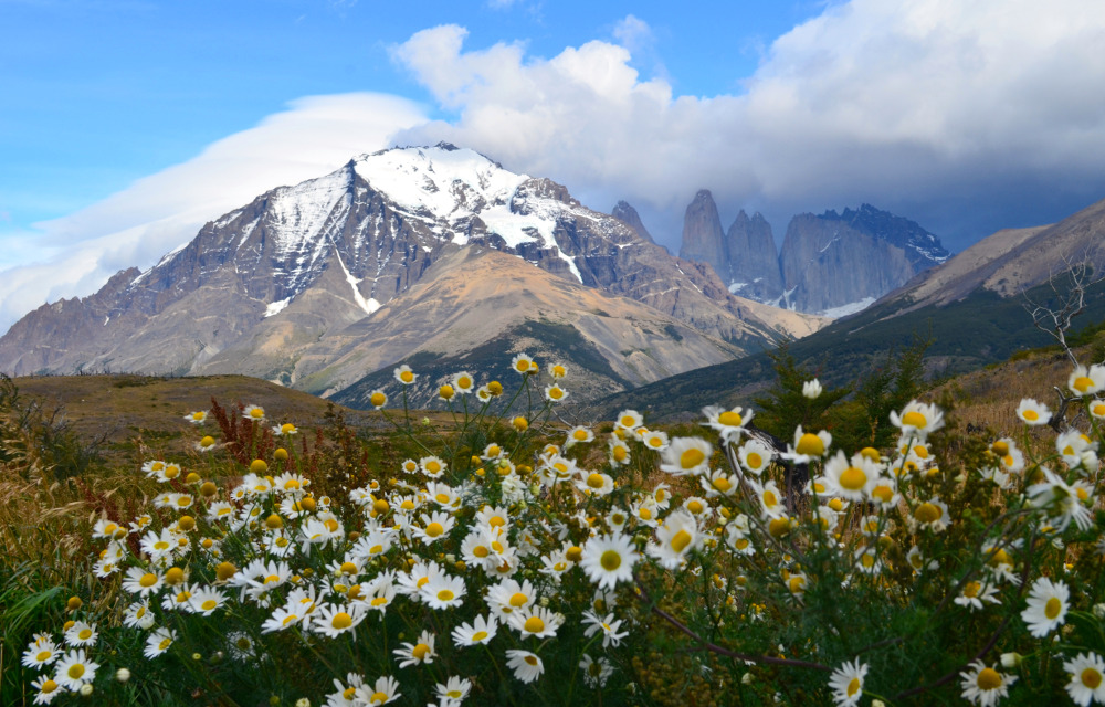 1. Torres del Paine National Park Daisy Flower Field, Chile - 3.89s average fixation time