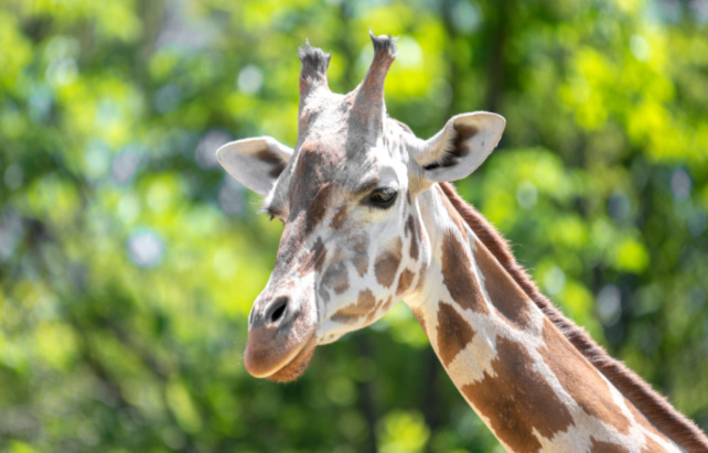 Giraffe im Zoo