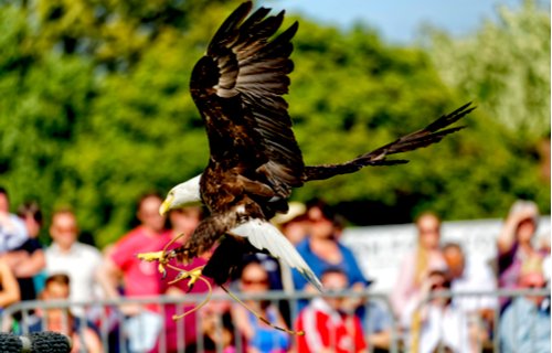 West of England Falconry