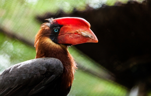 Colchester Zoo