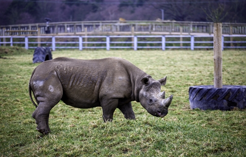 Yorkshire Wildlife Park