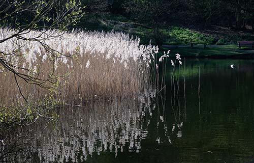 Baggeridge Country Park