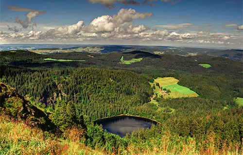 The Black Forest