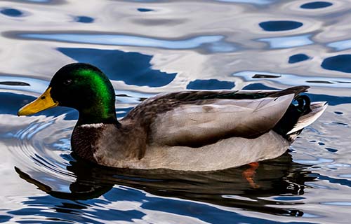 Bedfont Lakes Country Park