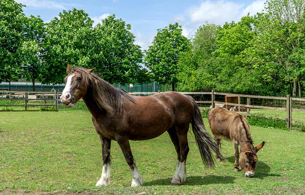 Hackney City Farm