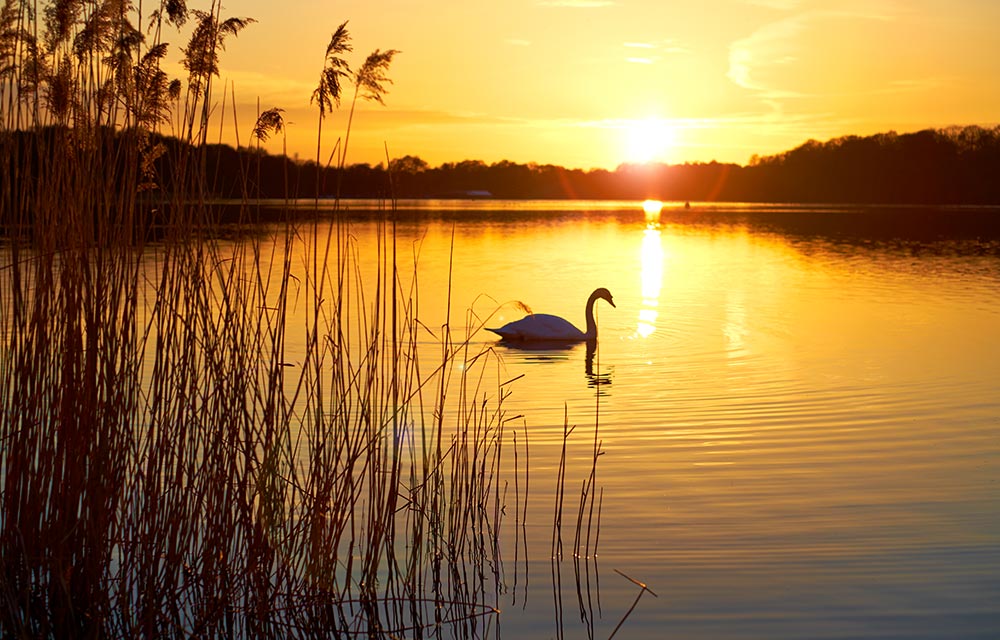 Frensham Great Pond in Surrey