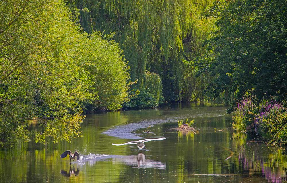 Gunnersbury Triangle in Chiswick 