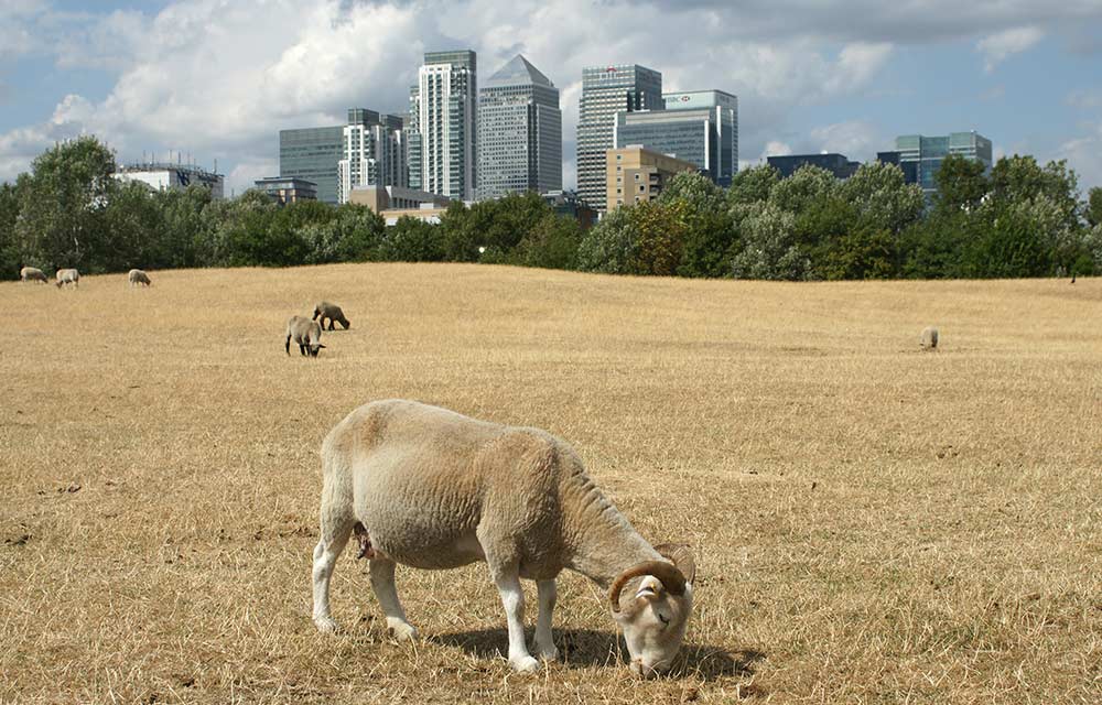 Mudchute Park and Farm on the Isle of Dogs