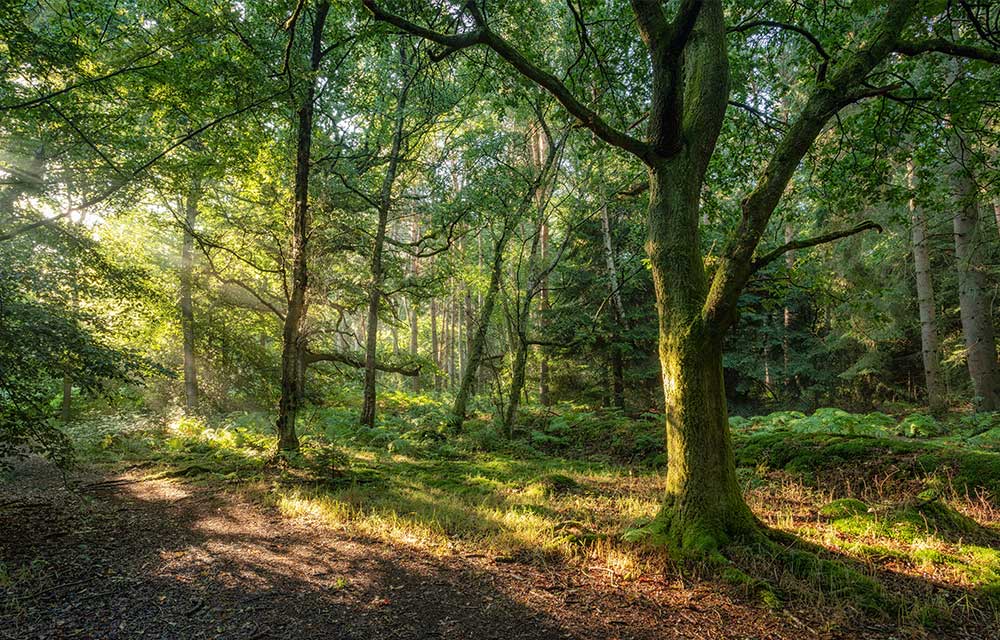 Oak Hill Woods Nature Reserve in East Barnet