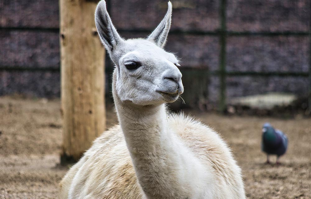 Vauxhall City Farm in Lambeth 