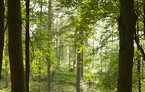 Macclesfield Forest