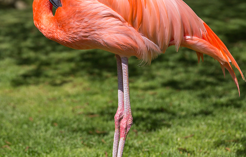 Rookery Open Farm Flamingo