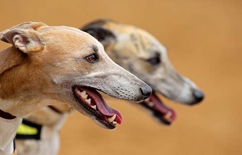 Peterborough Greyhound Stadium