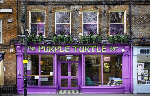 Purple Turtle