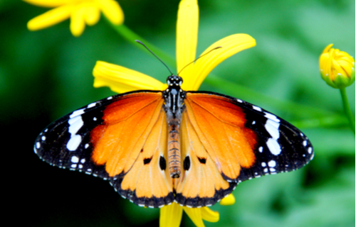 Butterfly Farm