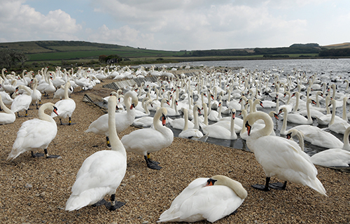 Abbotsbury Swannery