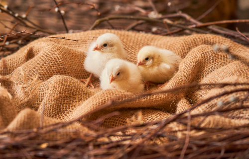 Easter chicks