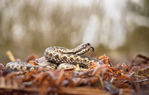 Adder