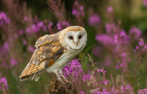 Barn Owl