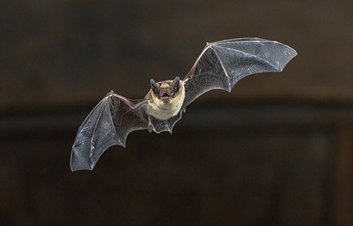 Bat