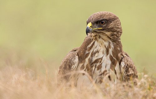 Buzzard