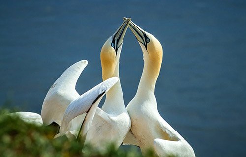 Gannets