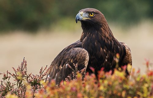 Golden Eagle