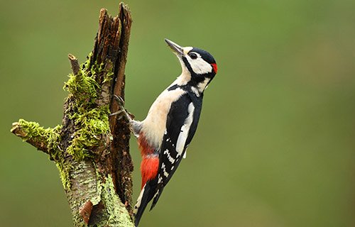 Great Spotted Woodpecker