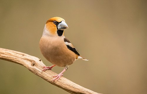 Hawfinch