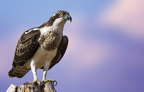 Osprey