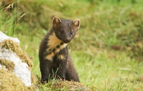 Pine Marten