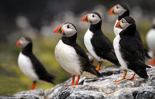 Puffins