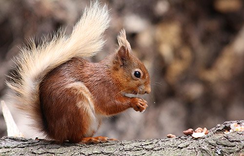 Red Squirrel