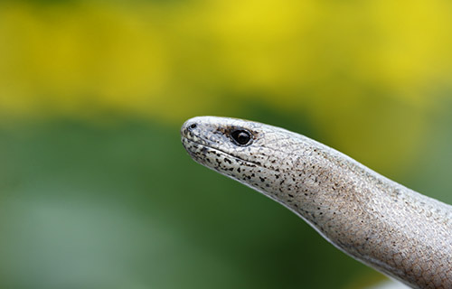 Slow Worm