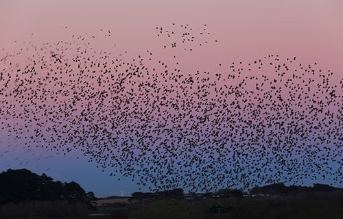 Starling Murmuration