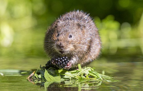 Water Vole