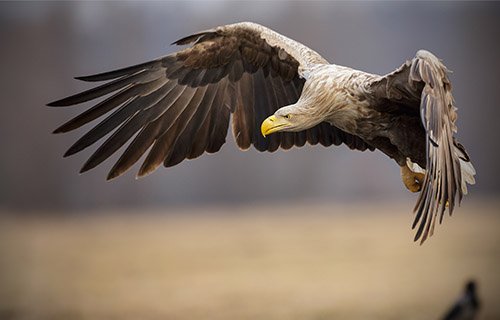 White-Tailed Eagle