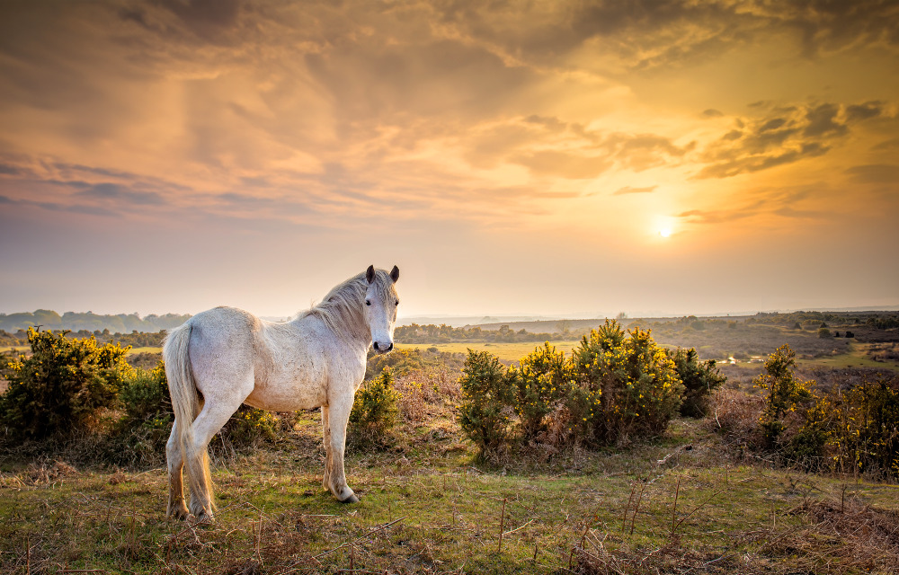 Hampshire