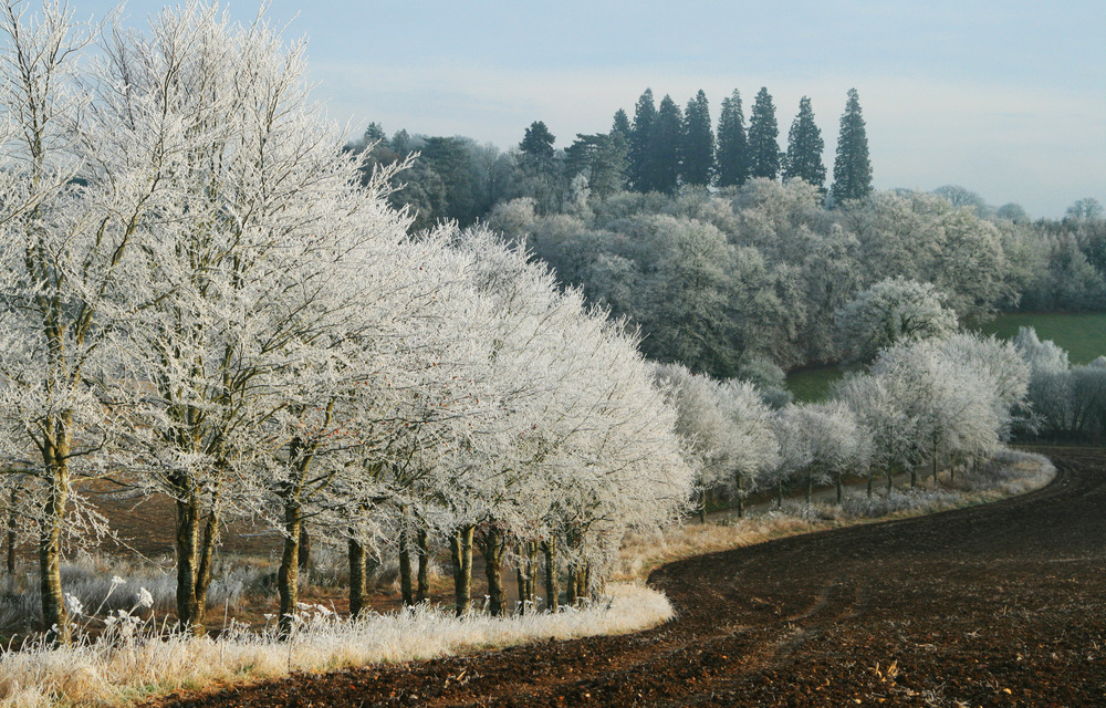 Forest in Berkshire